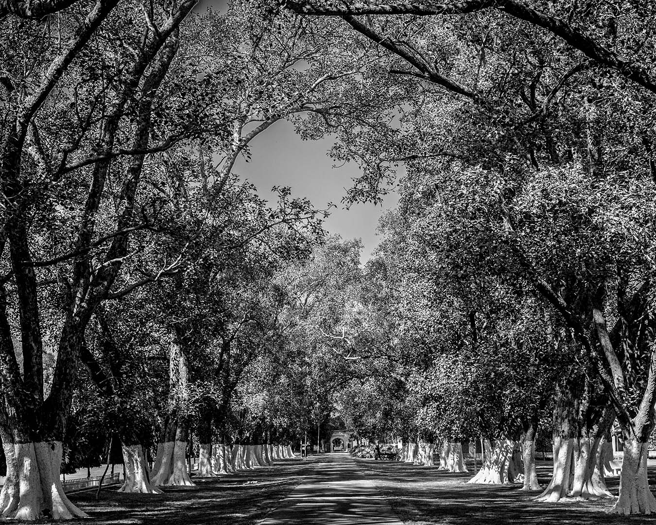 Black and white view of a long tree lined avenue at Aitchison College, old pipal trees forming a canopy over the path leading towards the Principal's residence.