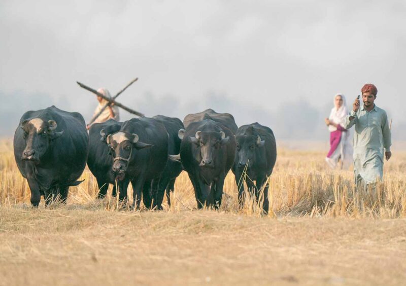 Herd of black buffaloes walking through a harvested paddy field of stubble, with a man and women in the distance under a hazy sky in rural Punjab, Pakistan.