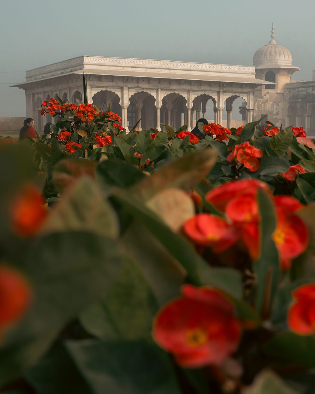 Red flowers in the foreground at Lahore Fort, with a Mughal pavilion and dome in the background, softened by winter haze and Lahore's winter smog.